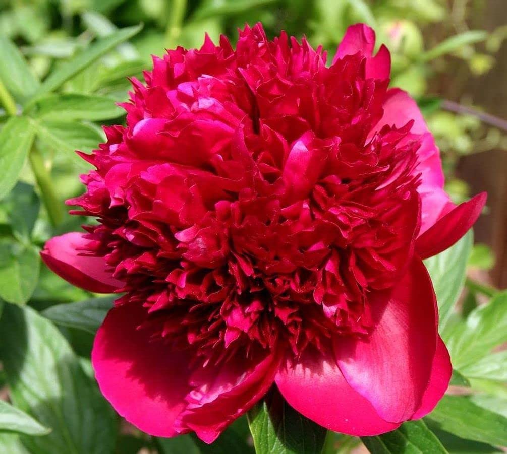 ✳︎peony✳︎ Amazon.com : Peony Mix 25+ Seeds Flowers Planting for Outdoor